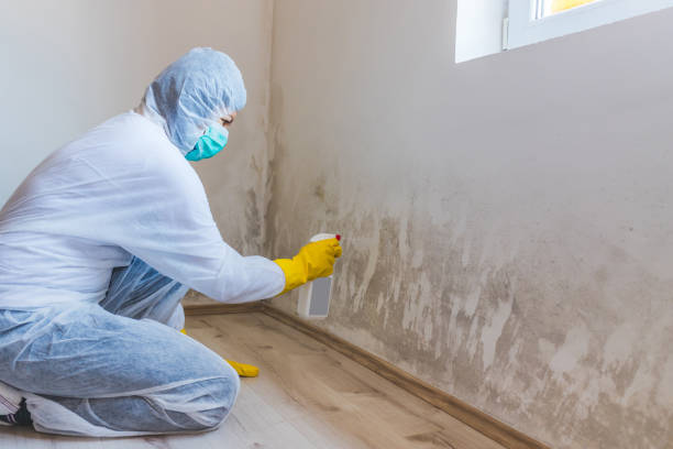Licensed Mold Testing service in University Place, WA - WQB Mold Removal